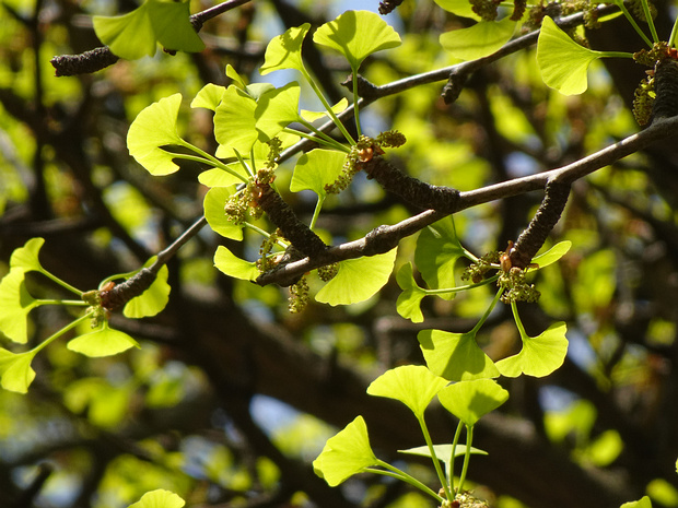 Гинкго двулопастный - Ginkgo biloba