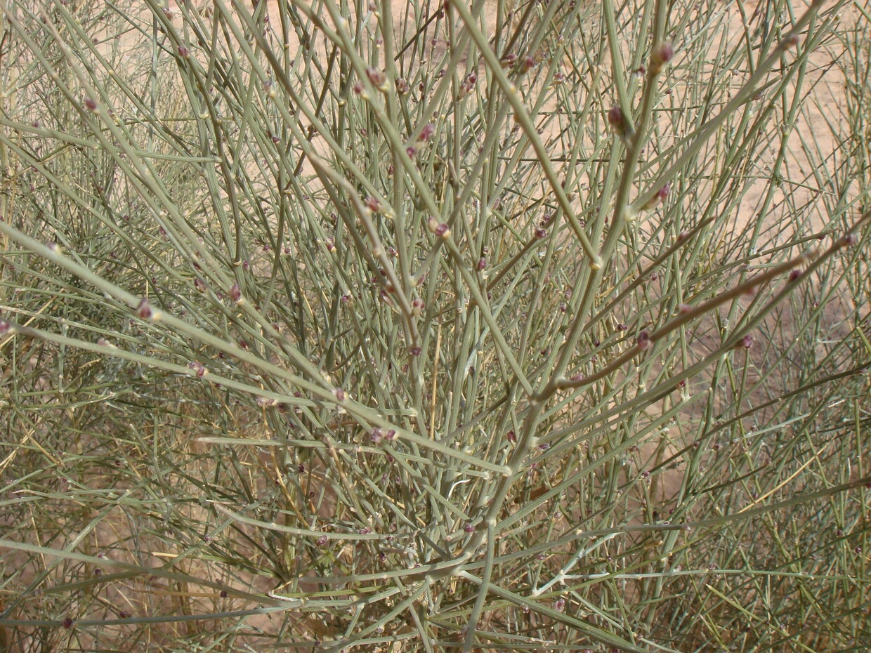 Хвойник слабый - Ephedra foeminea