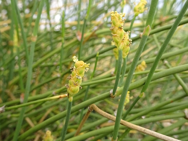 Хвойниковые, Эфедровые - Ephedraceae Ephedra is a genus of gymnosperm shrubs, the only genus in its family, Ephedraceae, and order, Ephedrales. The various...