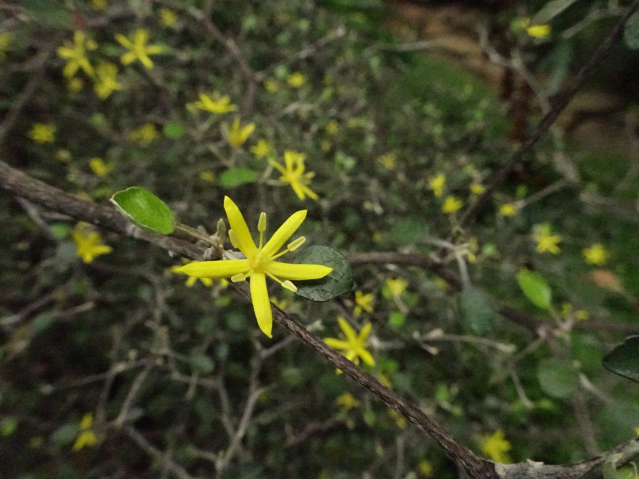 DSC04670