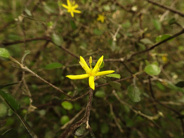 Корокия кизильниковая - Corokia cotoneaster