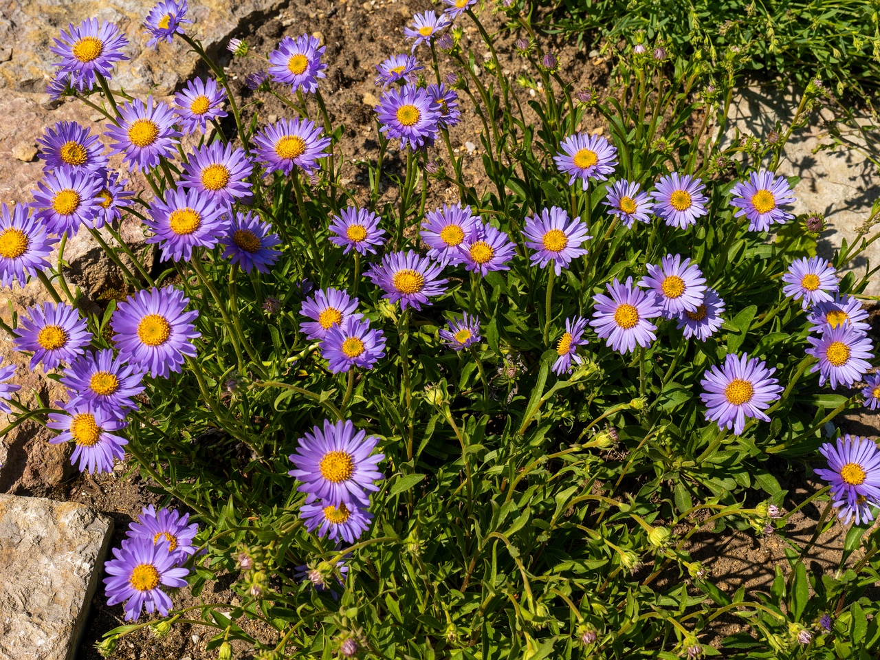 Aster alpinus _2025-06-01_1-1