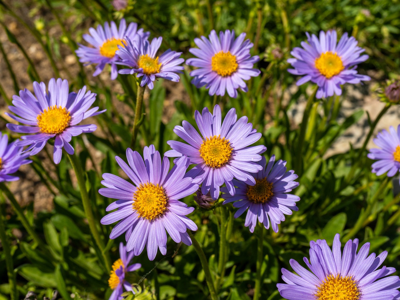 Aster alpinus _2025-06-01_1-2