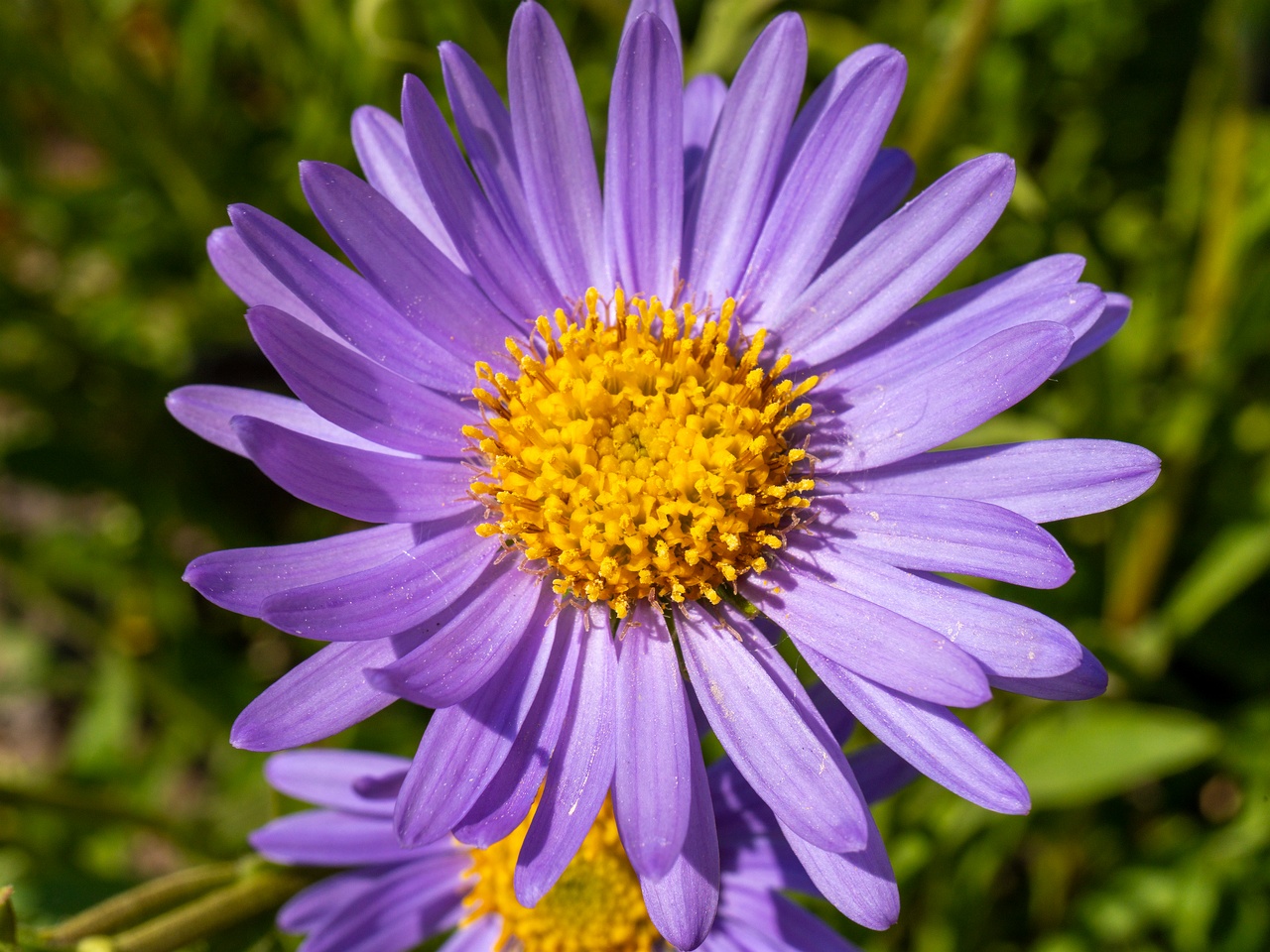 Aster alpinus _2025-06-01_1-4