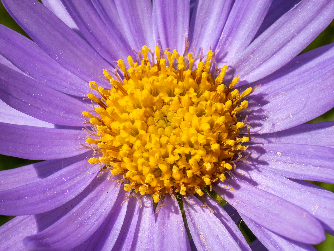 Aster alpinus _2025-06-01_1-5
