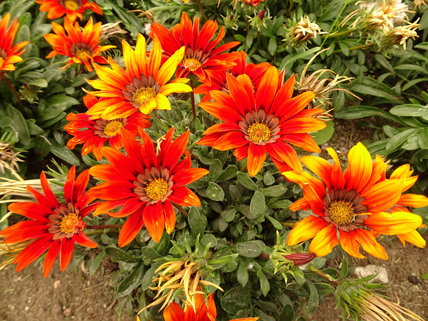 Гацания жестковатая 'Бронзовые Оттенки Нового Дня' - Gazania rigens 'New Day Bronze Shades'
