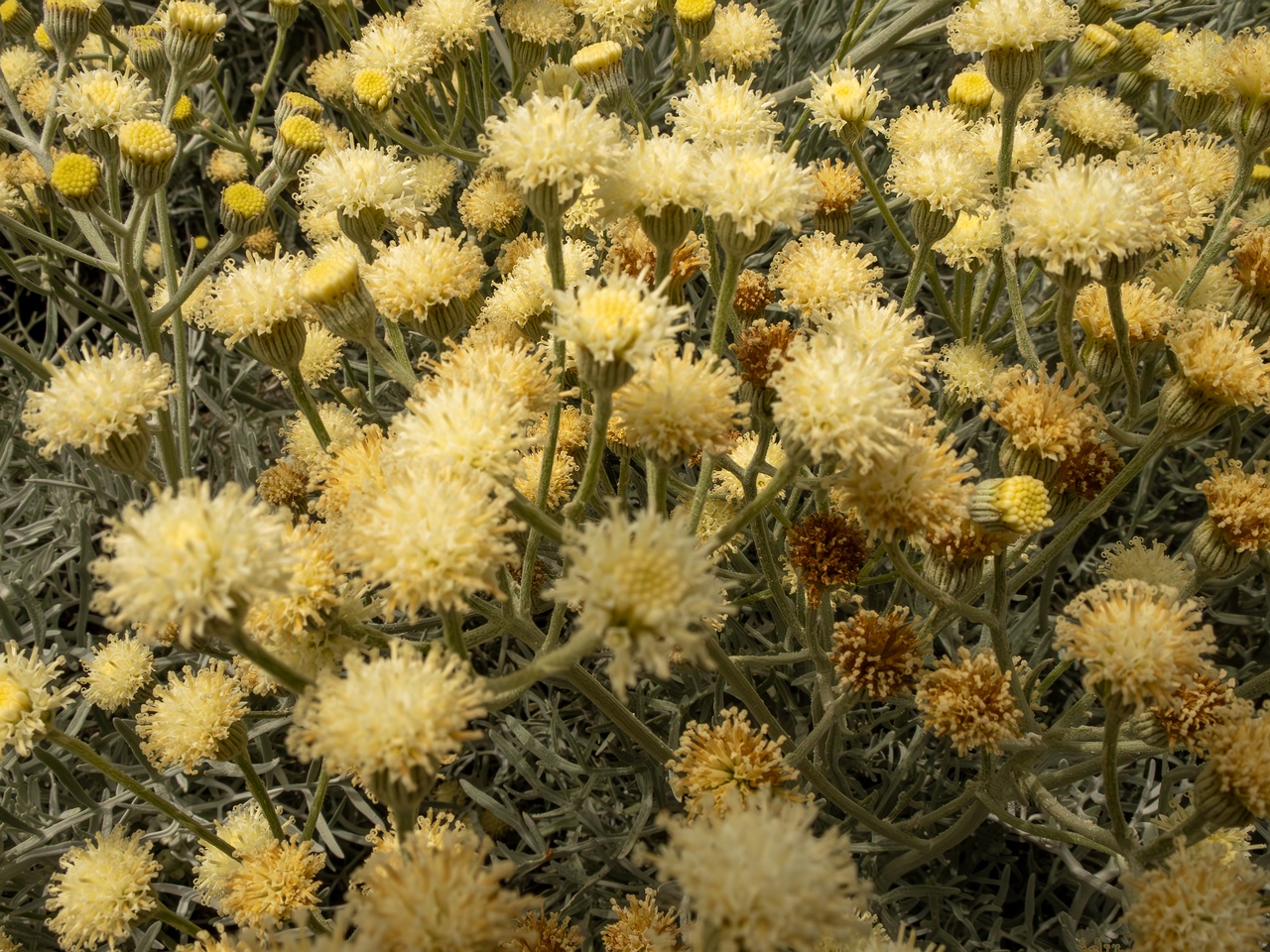 Senecio viravira _2025-05-11_1-2