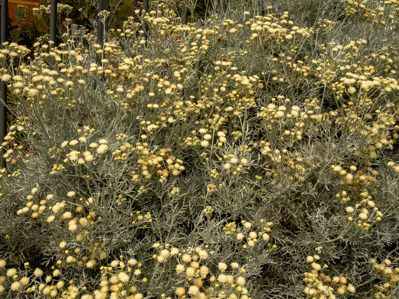 Senecio viravira _2025-05-11_1-3