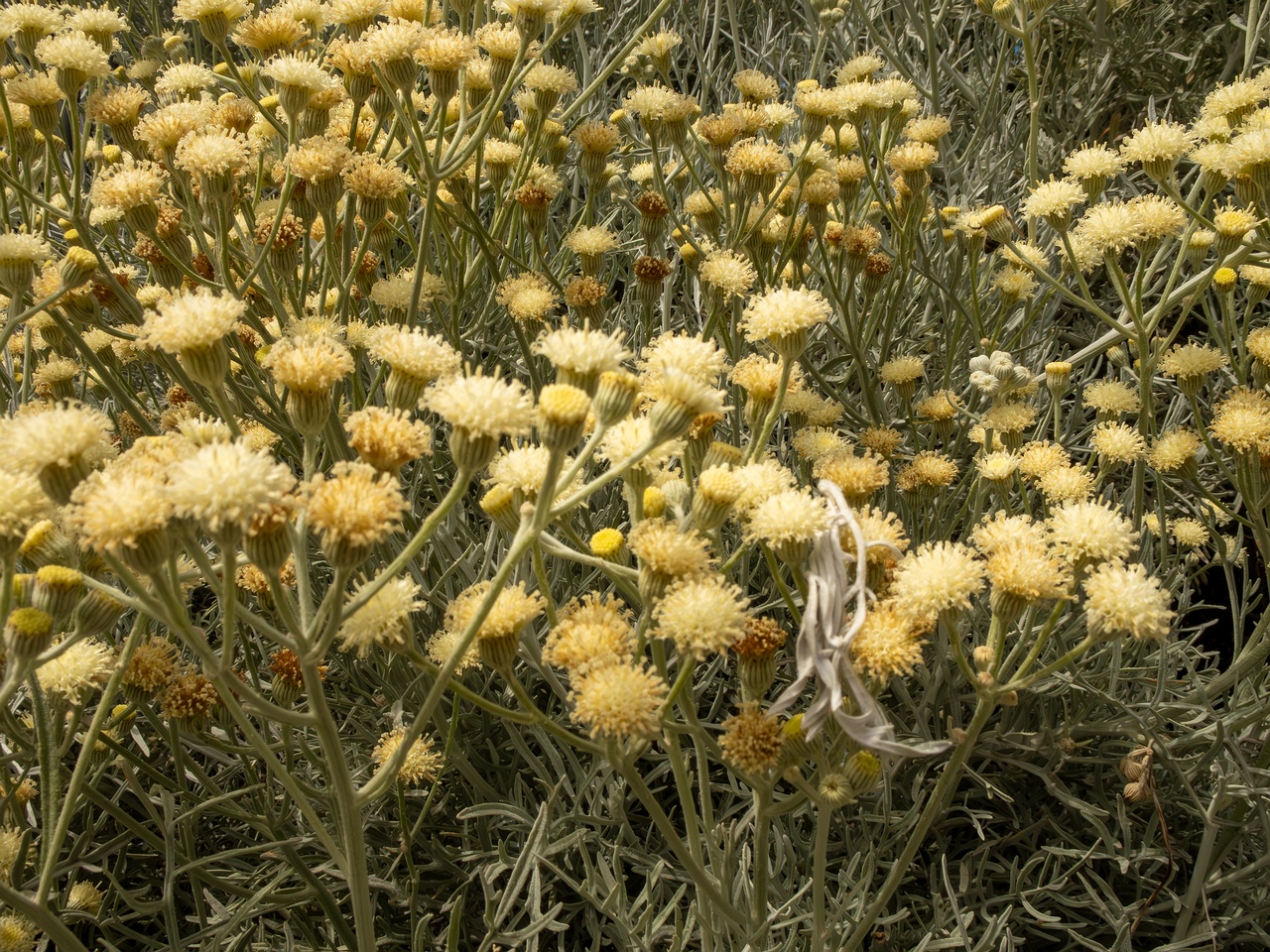 Senecio viravira _2025-05-11_1-4