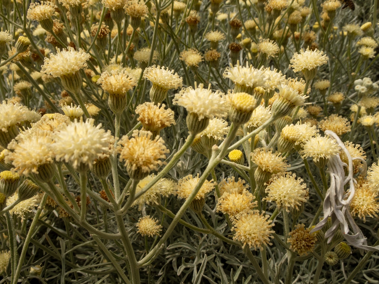 Senecio viravira _2025-05-11_1-5