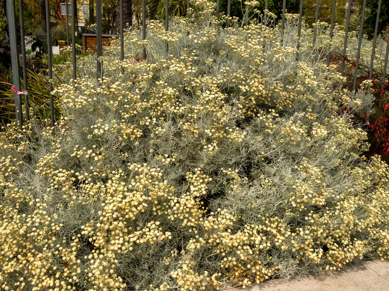 Senecio viravira _2025-05-11_1-7