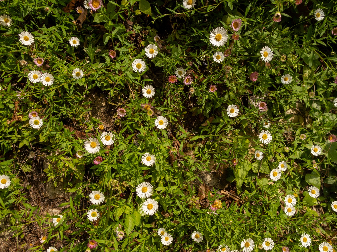 Erigeron karvinskianus _2025-05-11_1-1