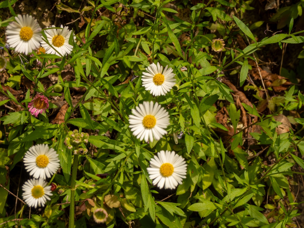 Erigeron karvinskianus _2025-05-11_1-2