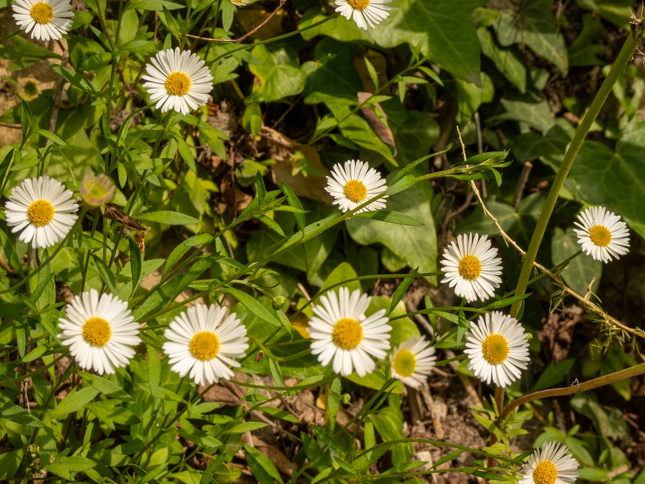 Erigeron karvinskianus _2025-05-11_1-3