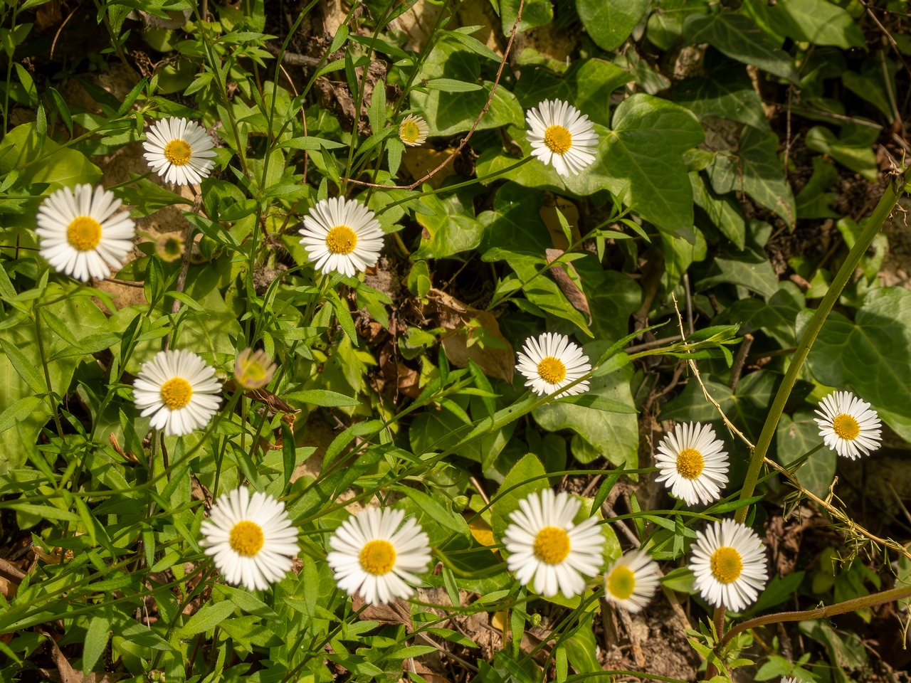 Erigeron karvinskianus _2025-05-11_1-4