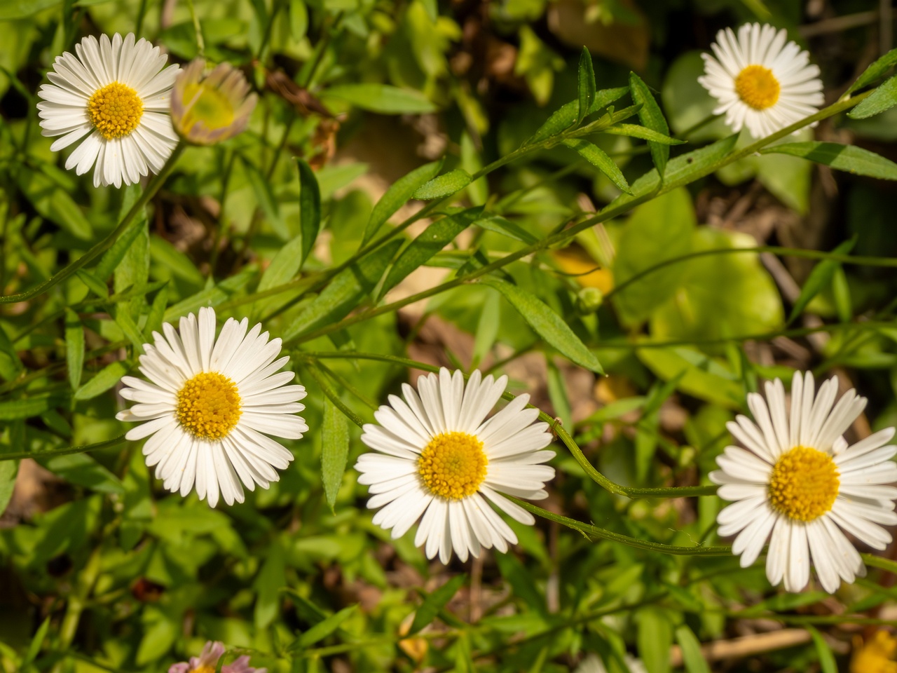 Erigeron karvinskianus _2025-05-11_1-5