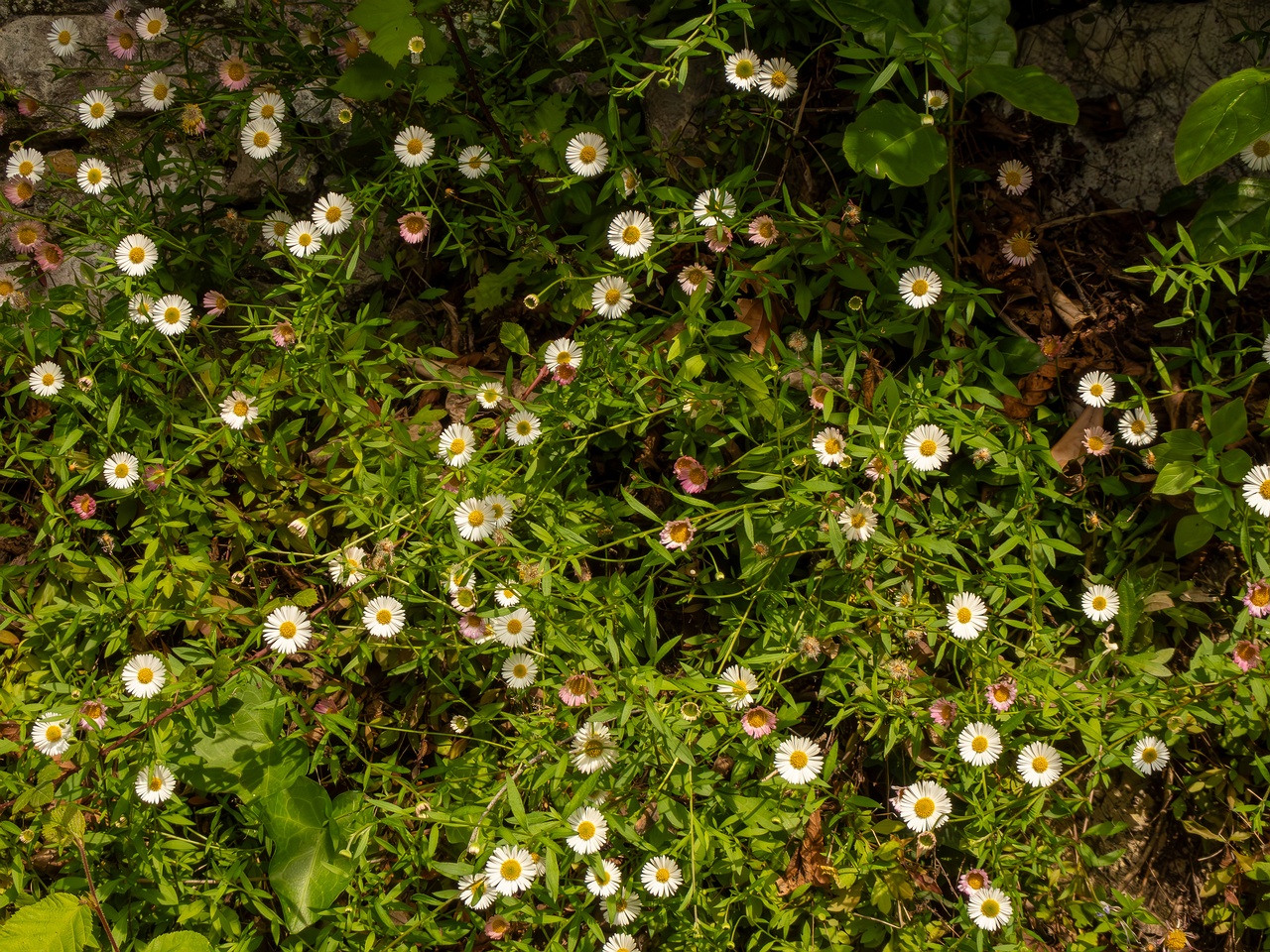 Erigeron karvinskianus _2025-05-11_1-7