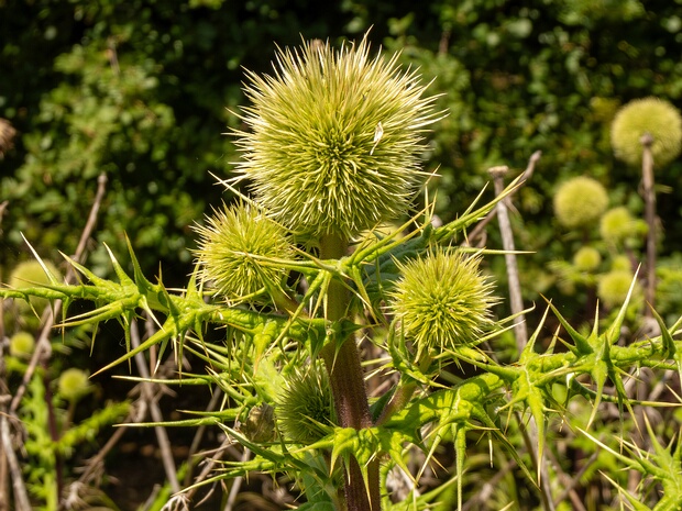 Мордовник колючейший - Echinops spinosissimus