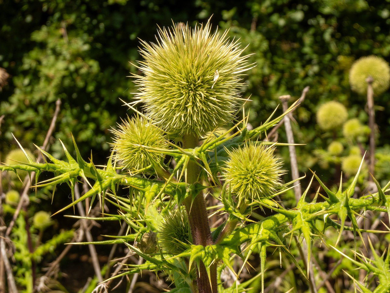 !Echinops spinosissimus _2025-05-13_1-3