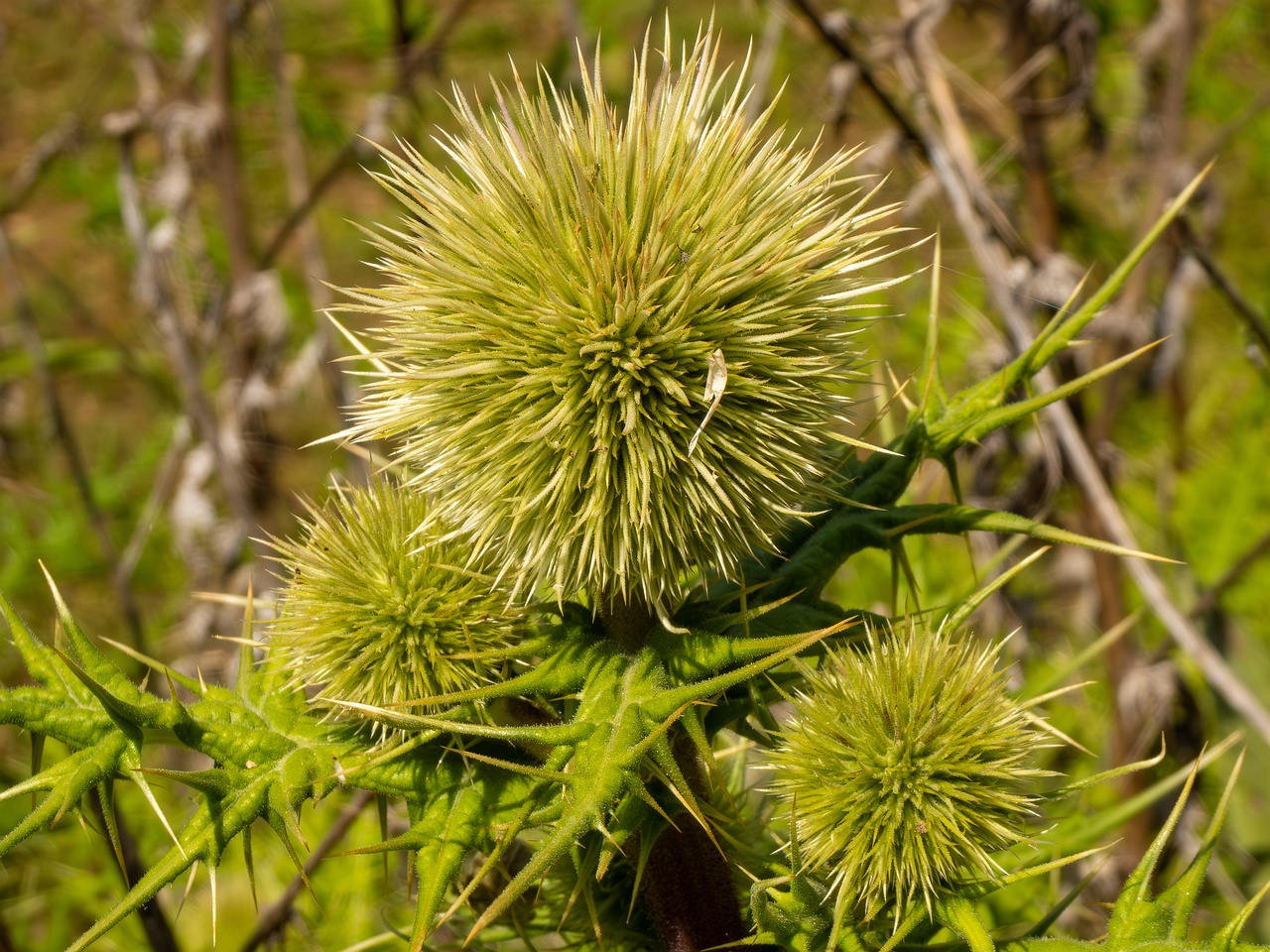 Echinops spinosissimus _2025-05-13_1-1