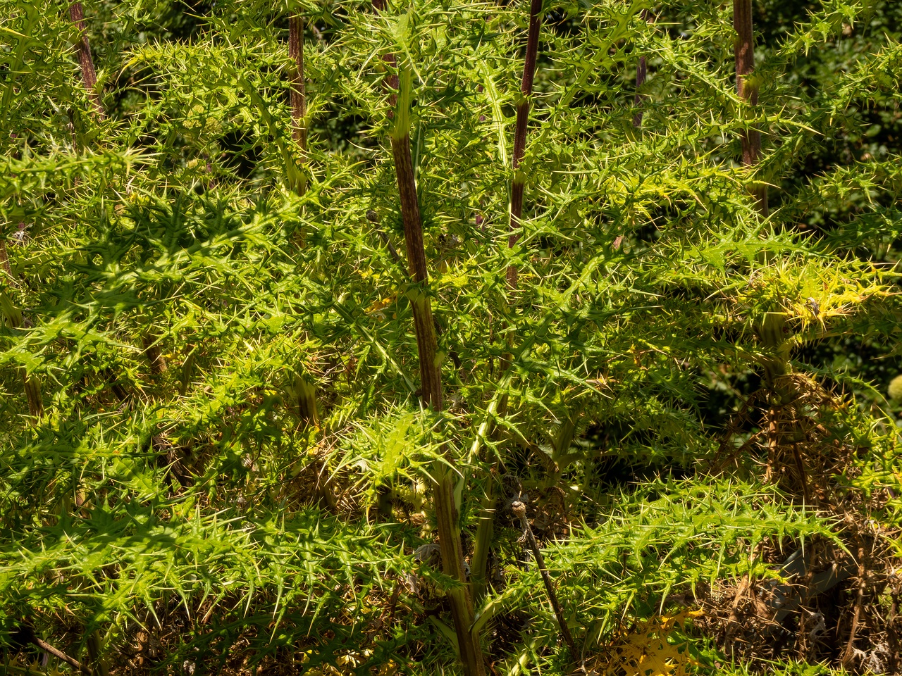 Echinops spinosissimus _2025-05-13_1-10