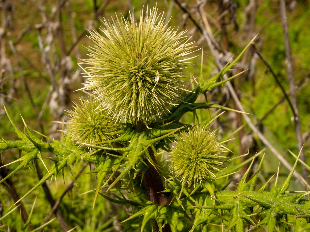 Echinops spinosissimus _2025-05-13_1-2