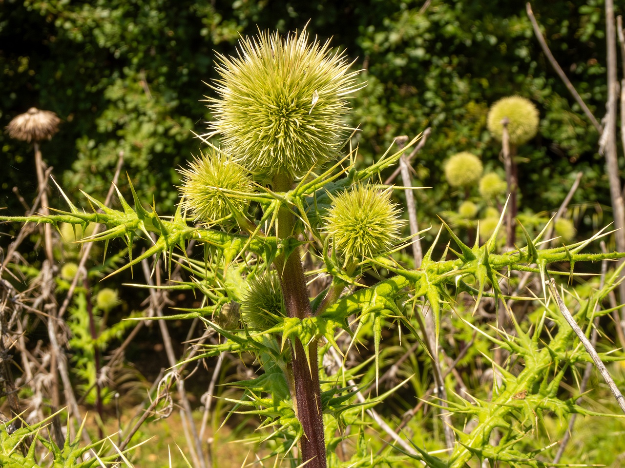 Echinops spinosissimus _2025-05-13_1-4