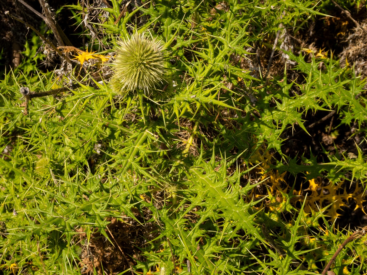 Echinops spinosissimus _2025-05-13_1-5