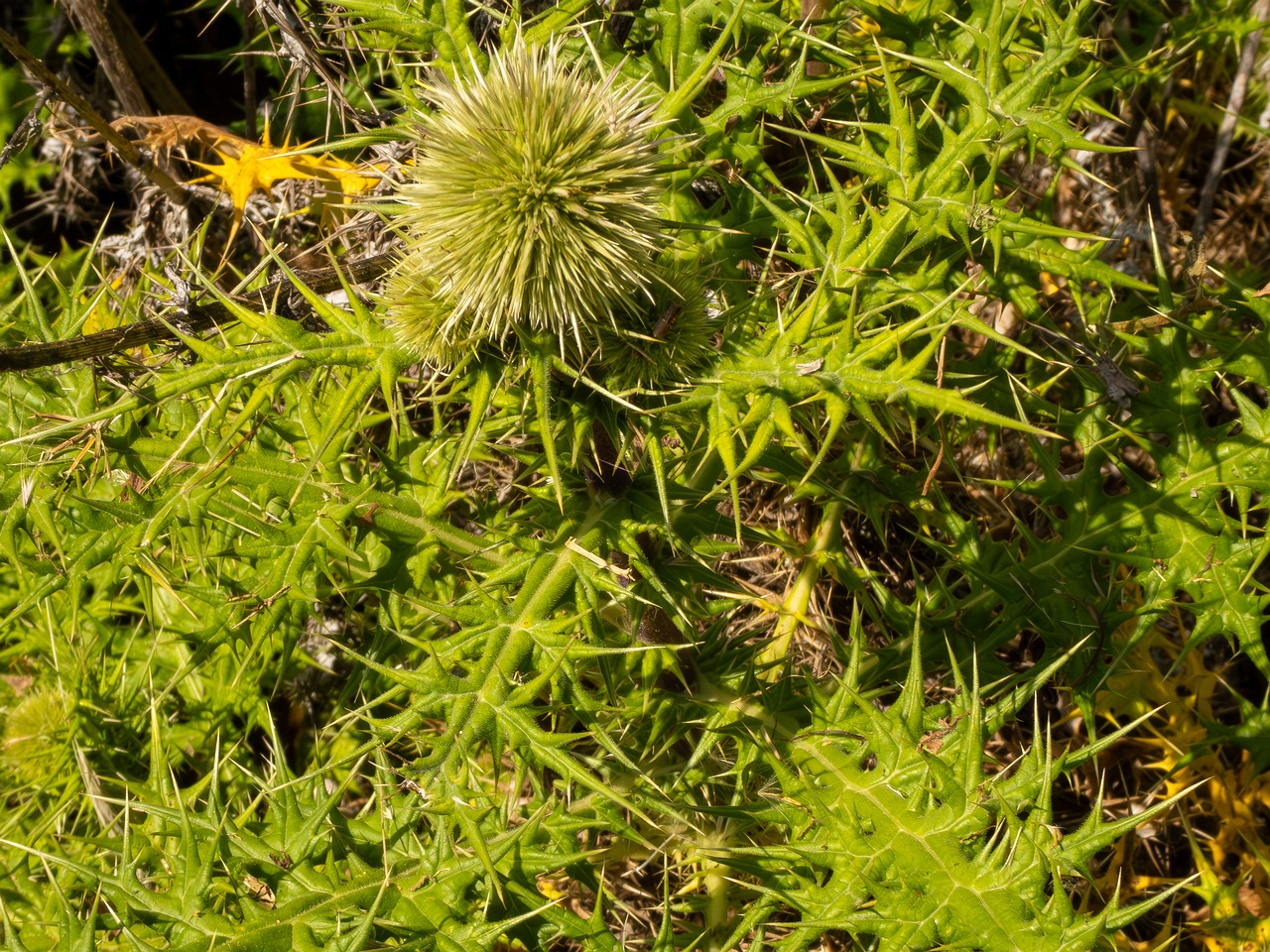 Echinops spinosissimus _2025-05-13_1-6