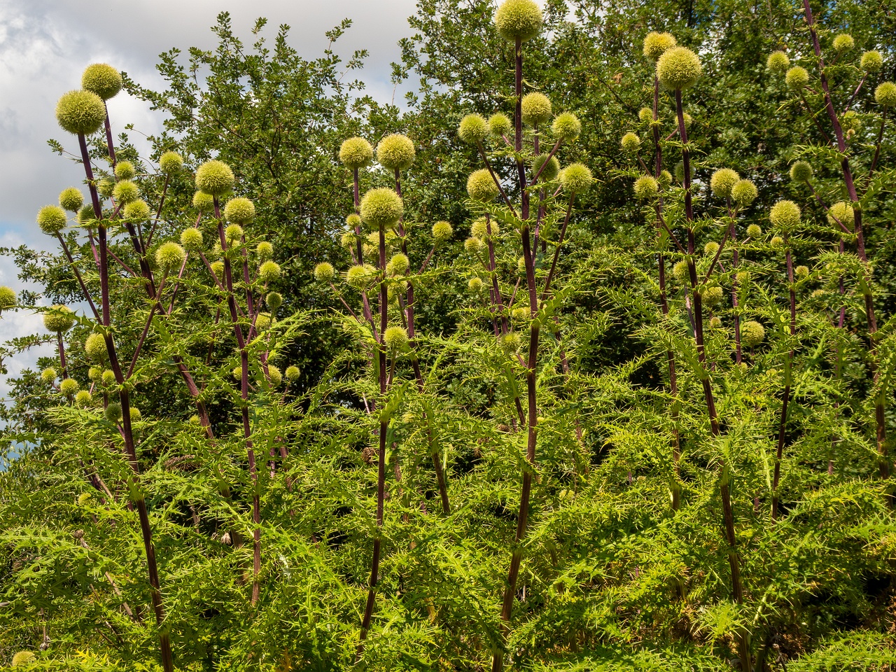 Echinops spinosissimus _2025-05-13_1-8