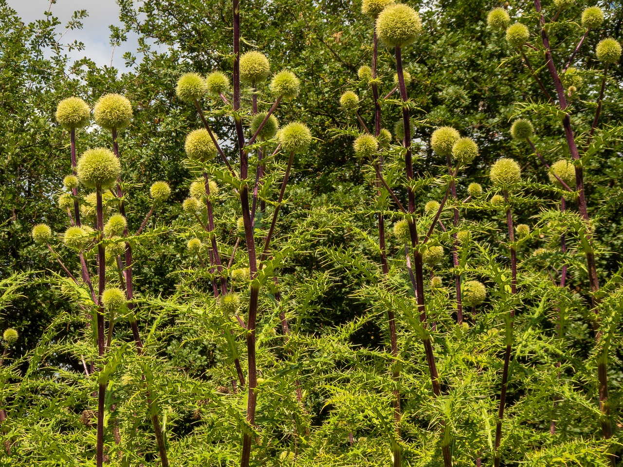 Echinops spinosissimus _2025-05-13_1-9
