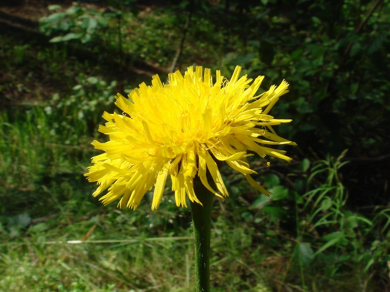DSC00800