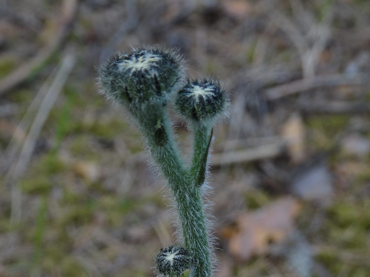 DSC03265