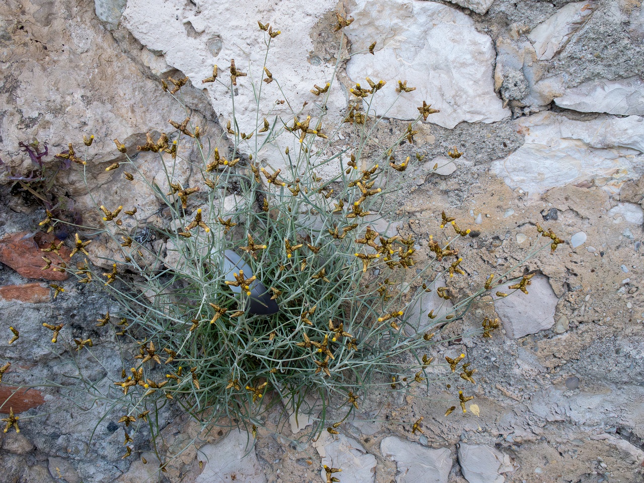 Phagnalon sordidum _2025-05-11_1-3