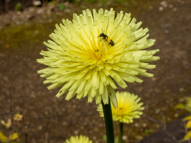 Хвостосемянник Далешана - Urospermum dalechampii