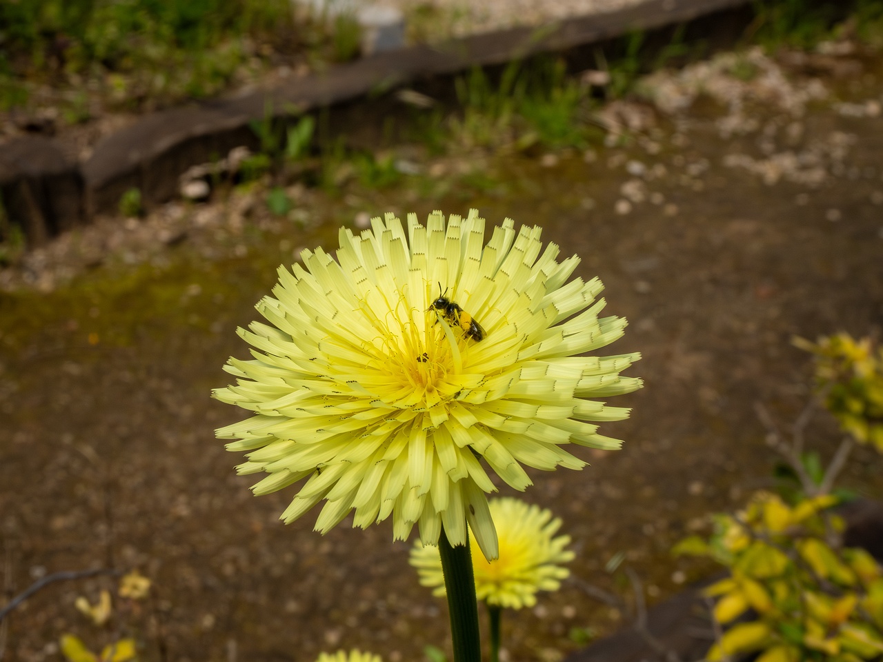 Urospermum dalechampii _2025-05-13_1-1
