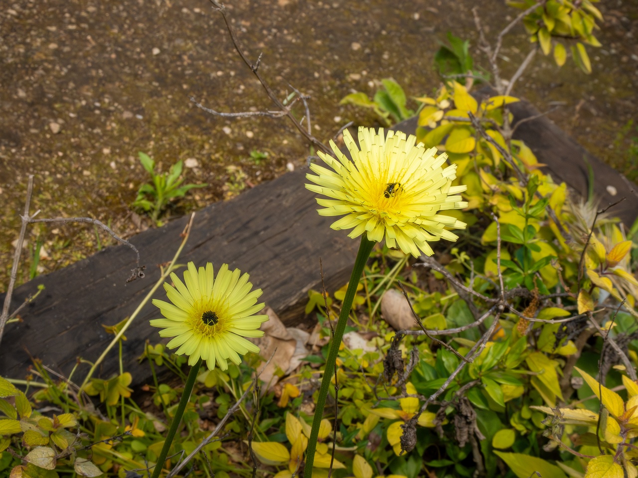 Urospermum dalechampii _2025-05-13_1-3