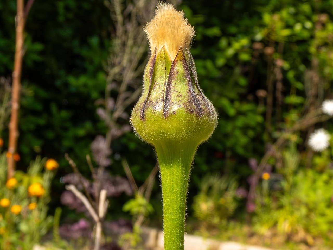 Urospermum dalechampii _2025-05-13_1-4