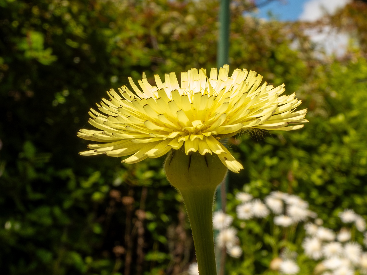 Urospermum dalechampii _2025-05-13_1-5