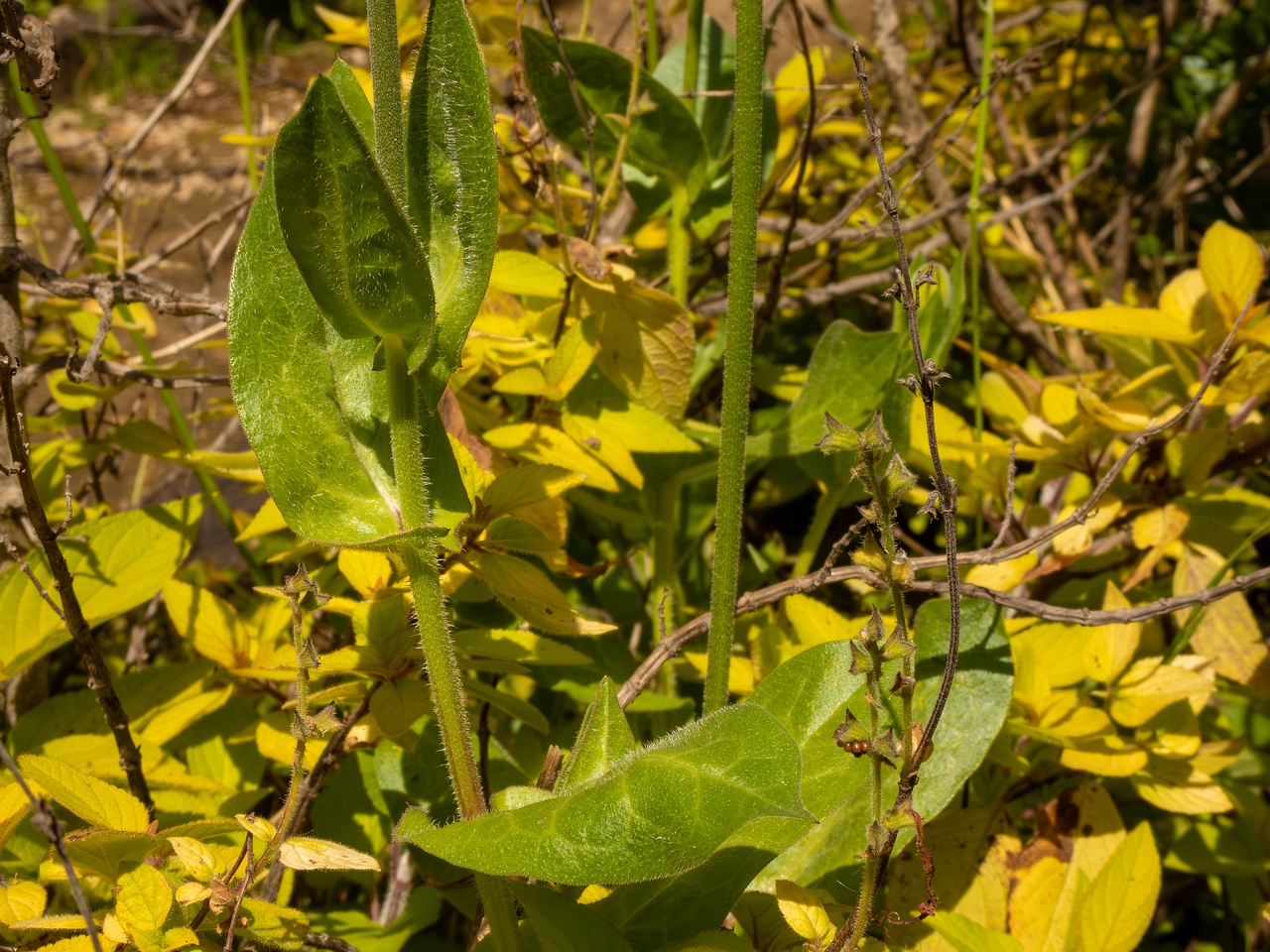 Urospermum dalechampii _2025-05-13_1-6