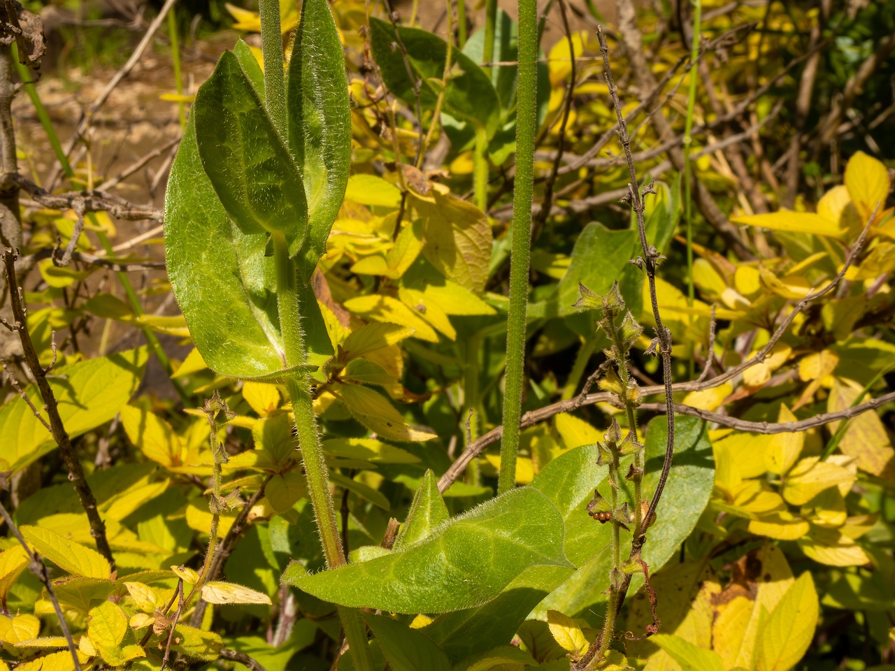 Urospermum dalechampii _2025-05-13_1-7