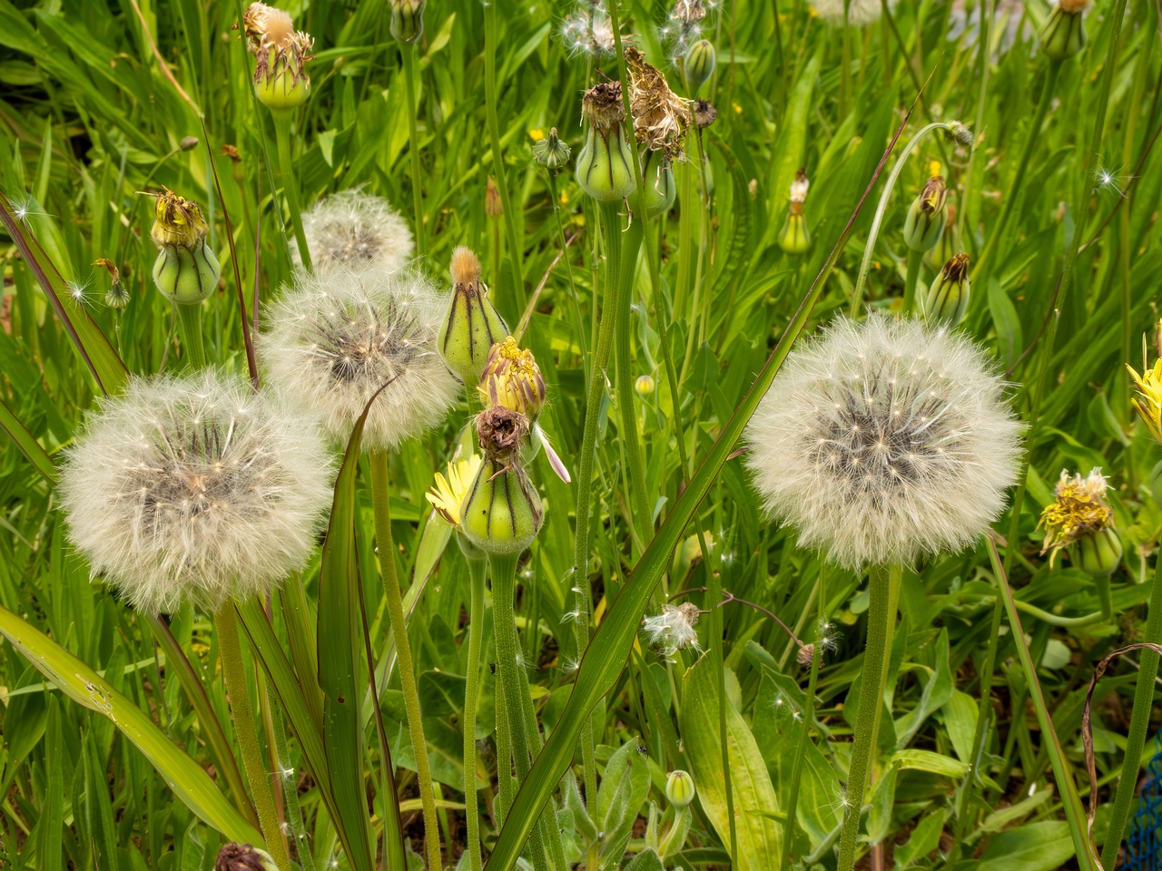 Urospermum dalechampii _2025-05-13_1-8