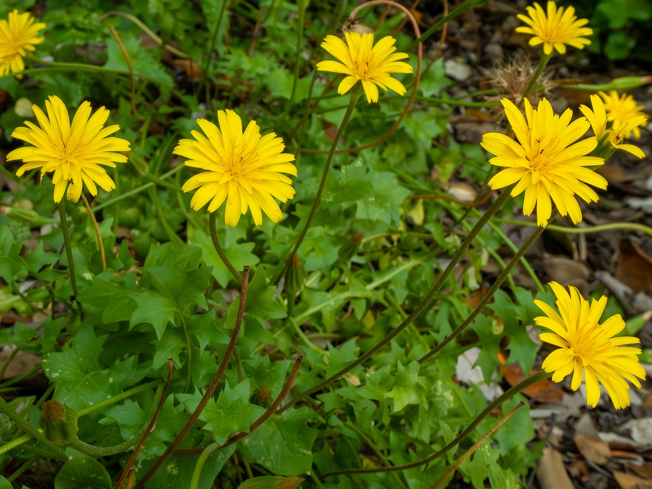 !Hyoseris radiata _2025-05-14_1-1