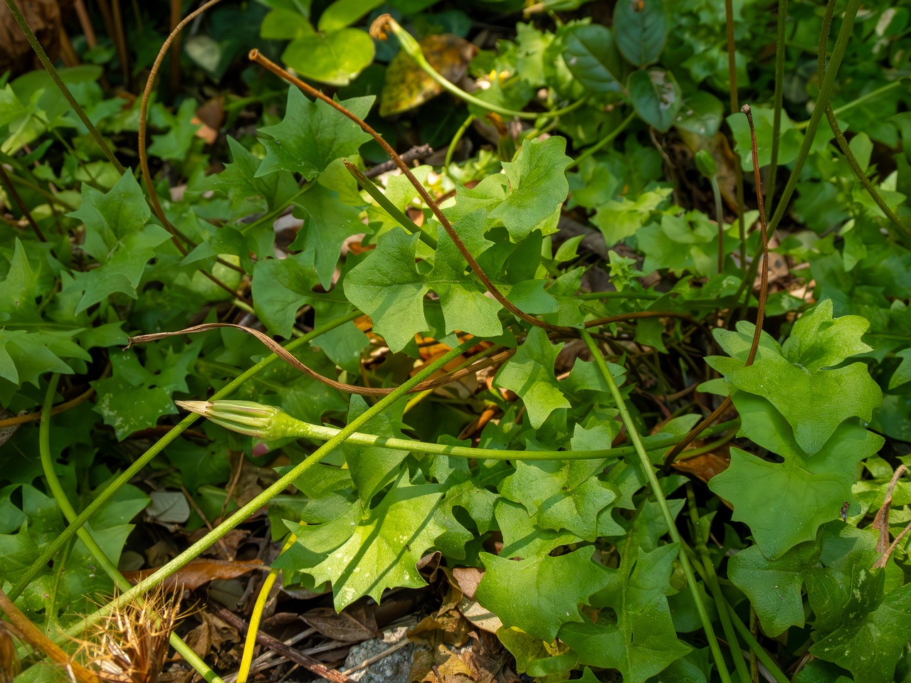 Hyoseris radiata _2025-05-14_1-10