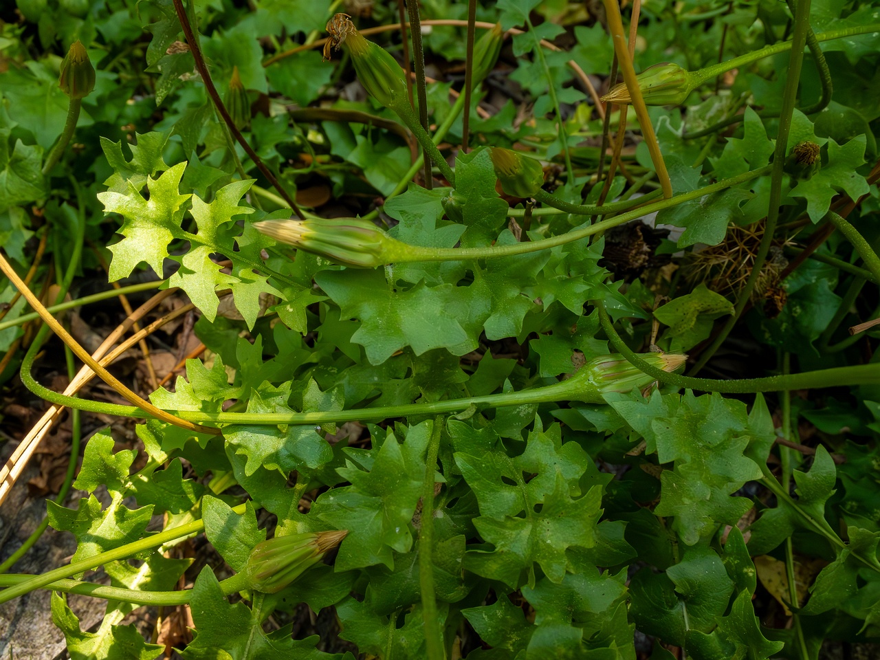 Hyoseris radiata _2025-05-14_1-11
