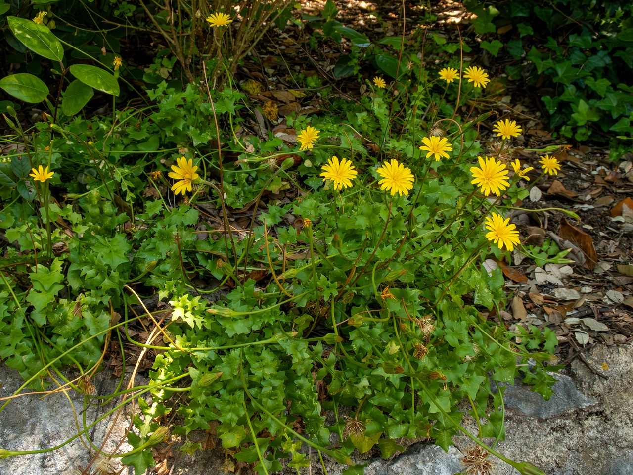 Hyoseris radiata _2025-05-14_1-12