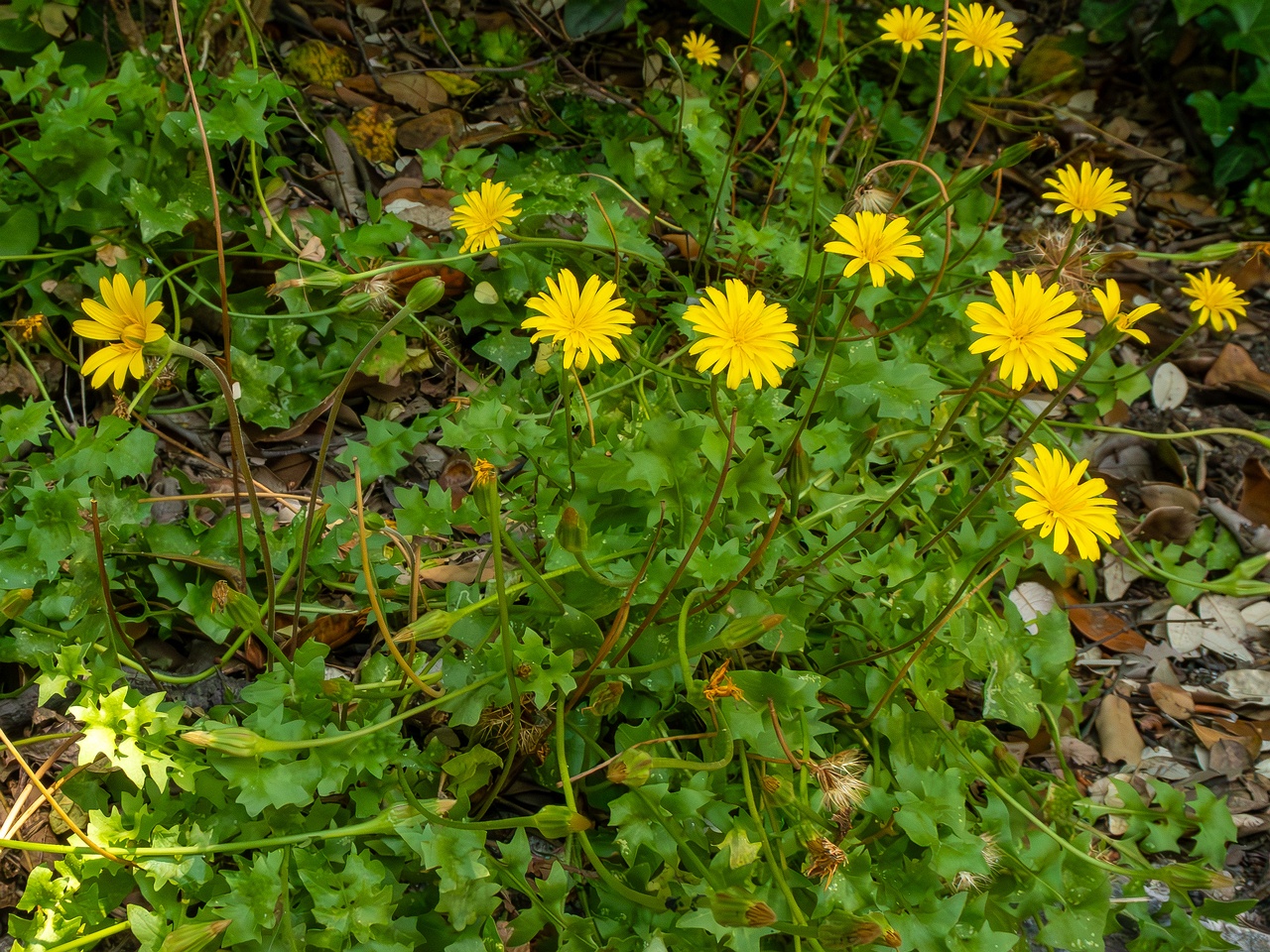 Hyoseris radiata _2025-05-14_1-13