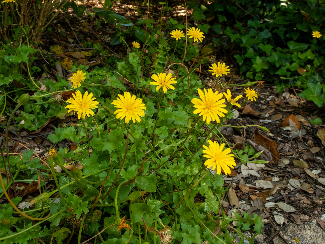 Hyoseris radiata _2025-05-14_1-14