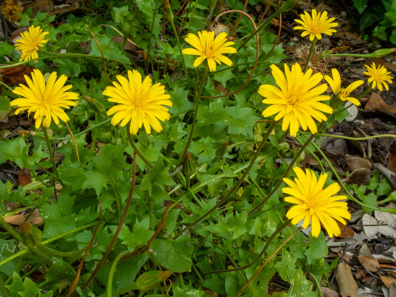 Hyoseris radiata _2025-05-14_1-15
