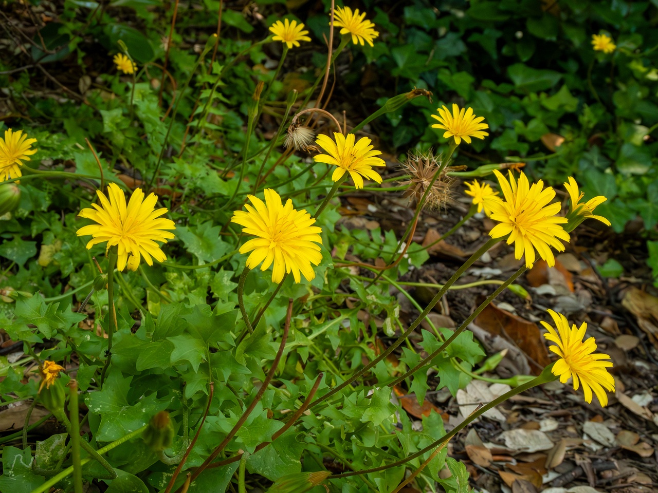 Hyoseris radiata _2025-05-14_1-2